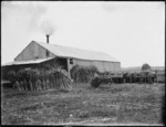 Green flax awaiting treatment outside shed, Lake Ohia