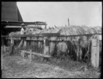 Flax drying outside shed, Lake Ohia