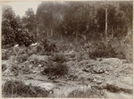 Okarito Forks, West Coast; the view from Freeman's accommodation house