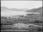 Sheep farming, Northland Region