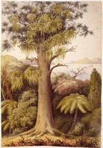 [Gold, Charles Emilius] 1809-1871 :Rata tree Wellington N. Zealand 1849