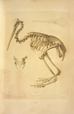 Werner, Jacques Christophe, 1798-1856 :Apteryx austral (Shaw) [Squelette] / dessine par Werner, dirige par Borromee, grave par Baron. Gide Editeur, impie de Bougeard. Oiseaux Pl[ate] 25.