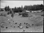 Pastoral view with dairy cows, Northland