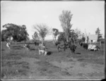 Pastoral view with dairy cows, Northland