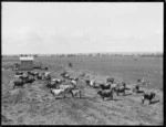 Pastoral view with dairy cows, Northland