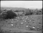 Pastoral view with dairy cows, Northland