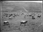 Pastoral view with dairy cows, Northland