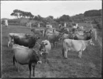 Pastoral view with dairy cows, Northland