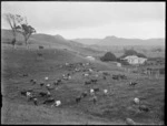 Pastoral view with dairy cows, Northland