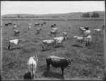 Pastoral view with dairy cows, Northland