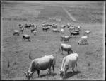 Pastoral view with dairy cows, Northland