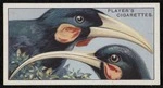 John Player & Sons: Curious beaks, no 25. The huia. Issued by John Player & Sons, branch of the Imperial Tobacco Co. of Great Britain & Ireland Ltd [Cigarette card. 1929]