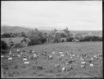 Pastoral view with dairy cows, Northland