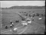 Pastoral view with dairy cows, Northland