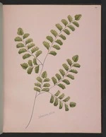 Burton, Clelia, 1878-1952 :Adiantum affine [1890s?]