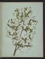 Burton, Clelia, 1878-1952 :Manuka. Leptospermum scoparium [ca 1900]