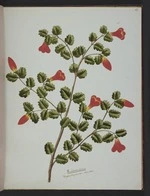 Burton, Clelia, 1878-1952 :Karkaratua. Rhabdothamnus solandri [ca 1900]