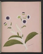 Burton, Clelia, 1878-1952 :Olearia Traillii. [ca 1900]