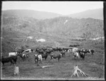 Pastoral view with dairy cows, Northland