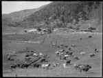 Pastoral view with dairy cows, Northland