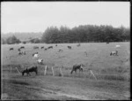 Pastoral view with dairy cows, Northland