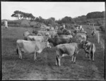 Pastoral view with dairy cows, Northland