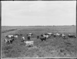 Pastoral view with dairy cows, Northland