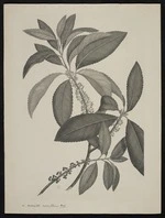 Parkinson, Sydney, 1745-1771: 10. Melicytus ramiflorus. Forst. [Melicytus ramiflorus (Violaceae) - Plate 411]