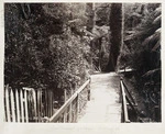 Native forest remnant, Botanic Garden, Wellington - Photograph taken by Conolly