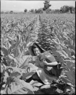 Tobacco picker, Nelson district