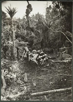 Bullocks hauling a log out of the bush