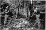 Workers felling a tree at Granite Creek, Kongahu, West Coast - Photograph taken by Neville R Lewers