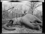 Man with dead elephant