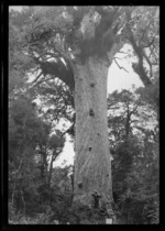 Tane Mahuta, giant Kauri tree, Waipoua Forest, Northland region
