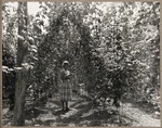 Hop plantation, DSIR Crop Research Division