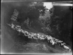 Sheep walking along a track, Mangamahu