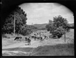 Cows on a road, Mangamahu