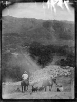 Two men with horses and dogs mustering sheep, Mangamahu