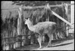 Llama at Wellington Zoo