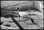 Bird at Wellington Zoo