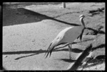 Bird at Wellington Zoo