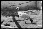 Bird at Wellington Zoo