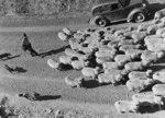 Droving sheep, Gisborne Region