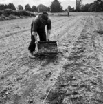 A Japanese prisoner of war at work in a market garden near Featherston