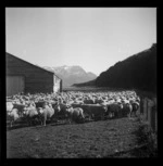 Sheep in the shearing shed yard, Manuka Point Station, Canterbury