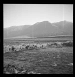 Sheep crossing a river, Manuka Point Station