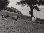 Ayrshire heifers from Scotland under quarantine on Somes Island