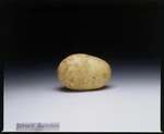 Colour transparency of potato variety, Jersey Bennes