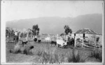 Cattle being yarded at Martins Bay