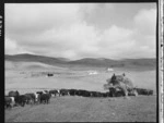 Maori trainees feeding out hay to cattle, Maori Land Development Scheme, Kuratau Block, Taupo district - Photograph taken by Edward Percival Christensen